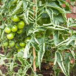 Detail na paradajku so zelenými plodmi a dovnútra stočenými listami.