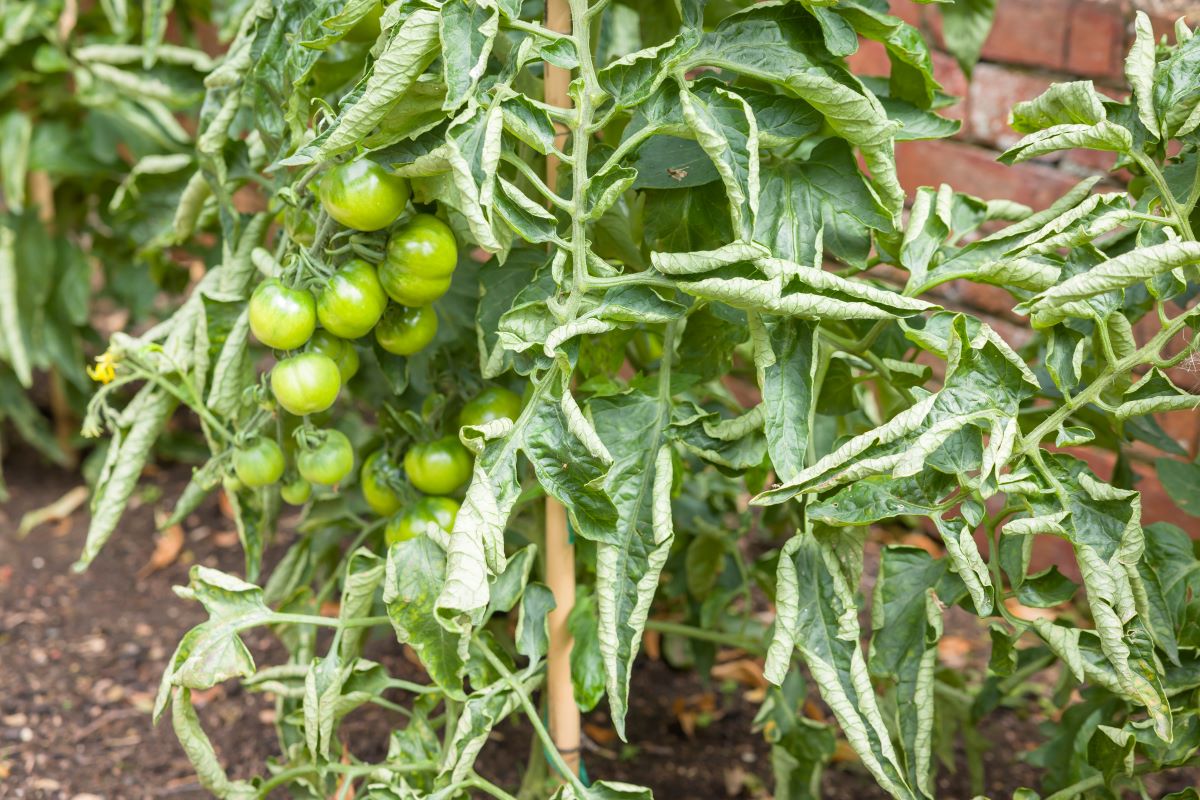 Detail na paradajku so zelenými plodmi a dovnútra stočenými listami.