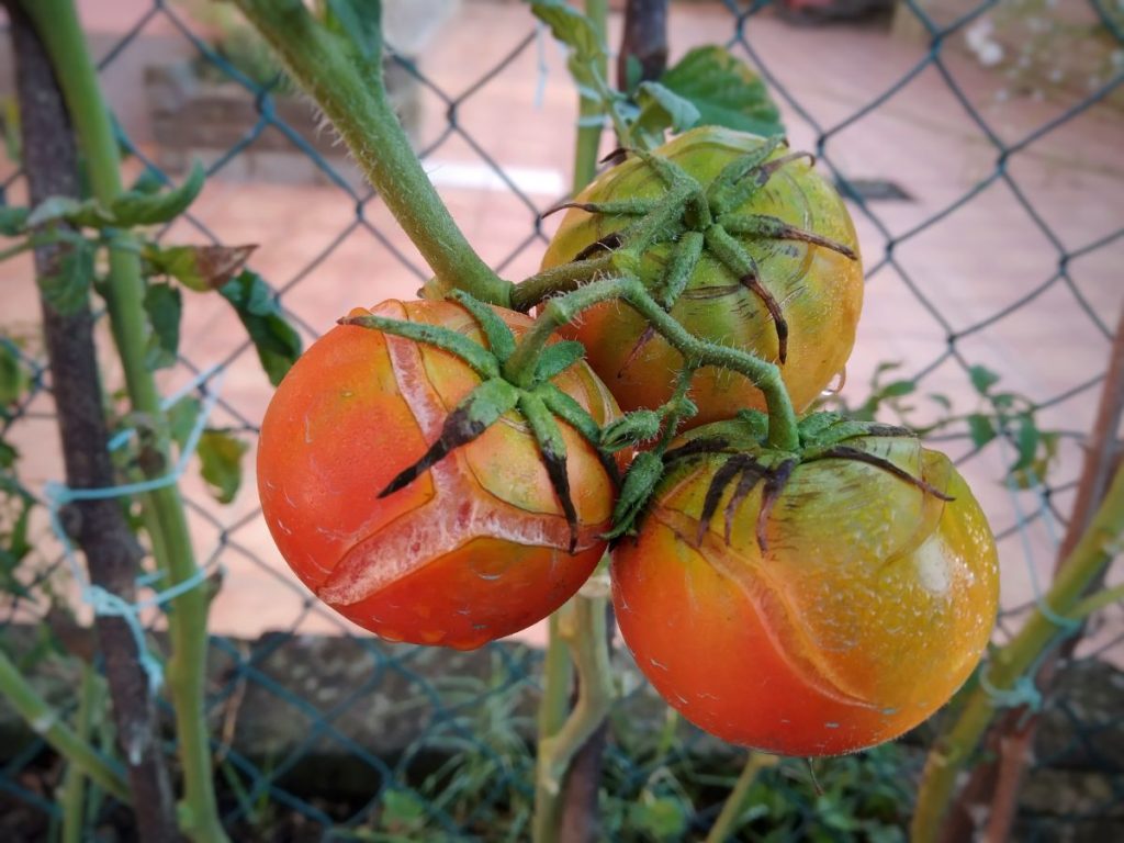 Detail na dozrievajúce popraskané paradajky.