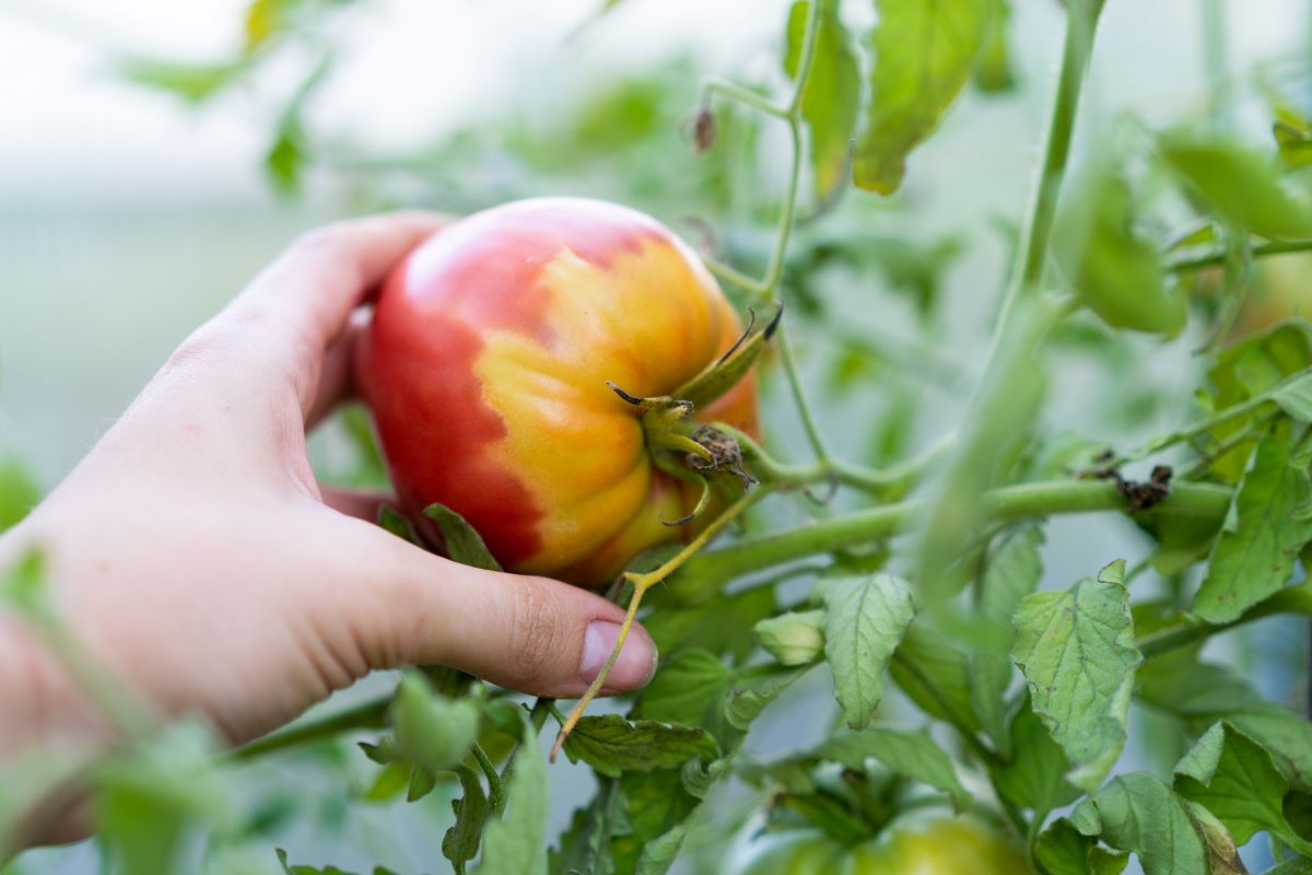 Detail na nerovnomerne dozretú paradajku, ktorú v ruke drží ženská ruka.