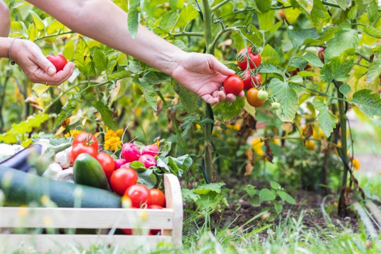 Hnijúce paradajky, žlté listy, škvrny na plodoch. 7 častých problémov, s ktorými sa môžete stretnúť pri pestovaní rajčiakov