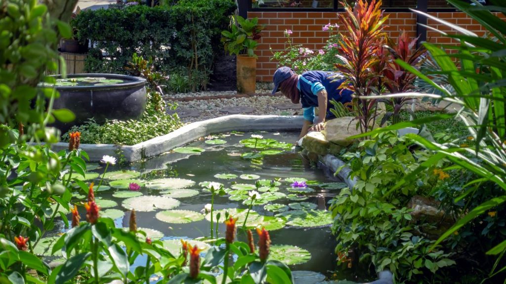 Muž čistí záhradné jazierko s leknami na hladine a ďalšími rastlinami po okraji.