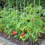 Vyvýšený záhon kolíkových paradajok  na dvore.