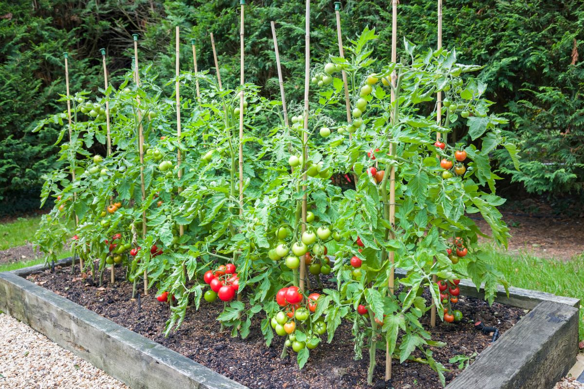 Vyvýšený záhon kolíkových paradajok na dvore.