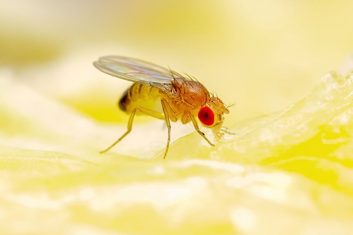 Detail vínnej mušky drosophila melanogaster.