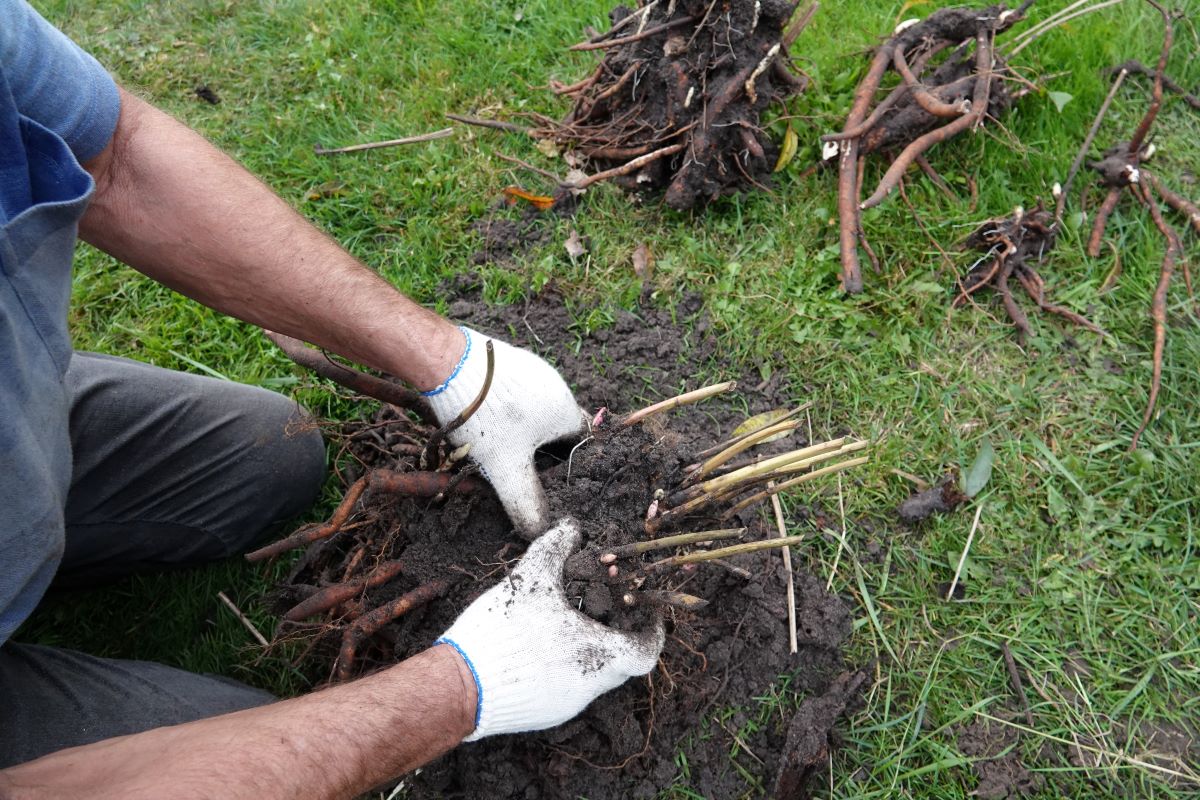 Rozrastenejšie pivonky môžete v tomto období opatrne presadiť na nové a vhodnejšie stanovištia. 
