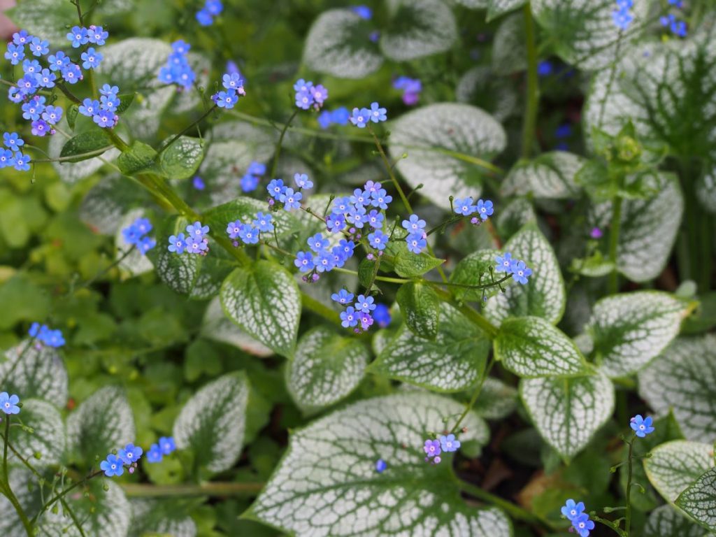 Brunnera Macrophylla 'Sea Heart'.