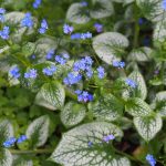 Brunnera Macrophylla 'Sea Heart'.