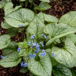 Brunnera Macrophylla 'Jack Frost'.