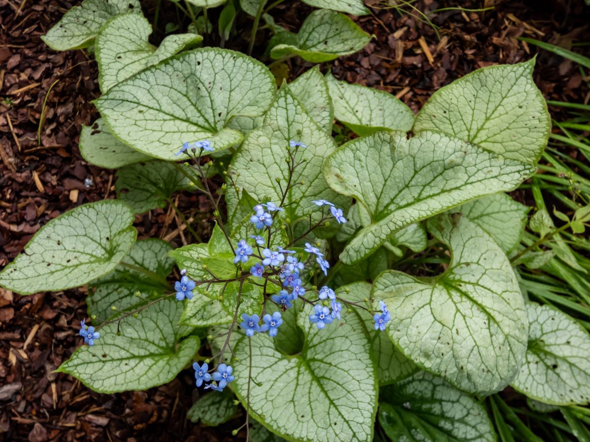 Brunnera Macrophylla 'Jack Frost'.