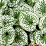 Brunnera Macrophylla 'Silver Heart'.