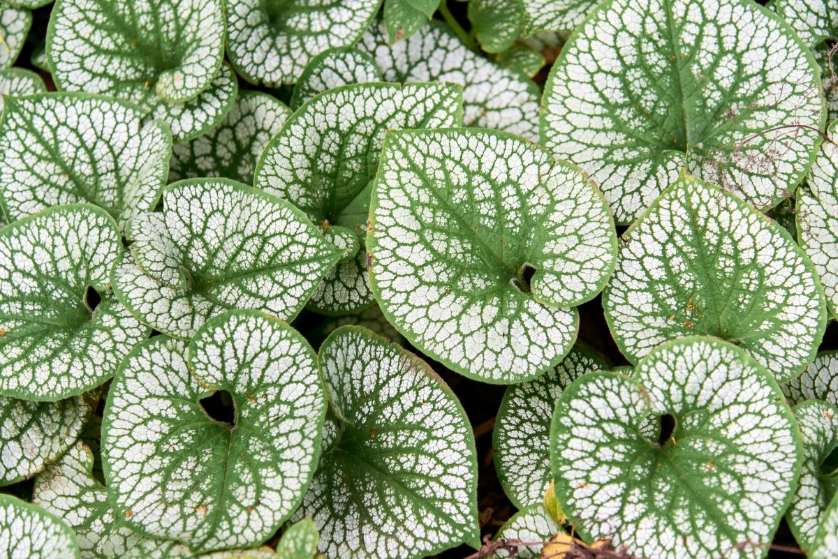 Brunnera Macrophylla 'Silver Heart'.