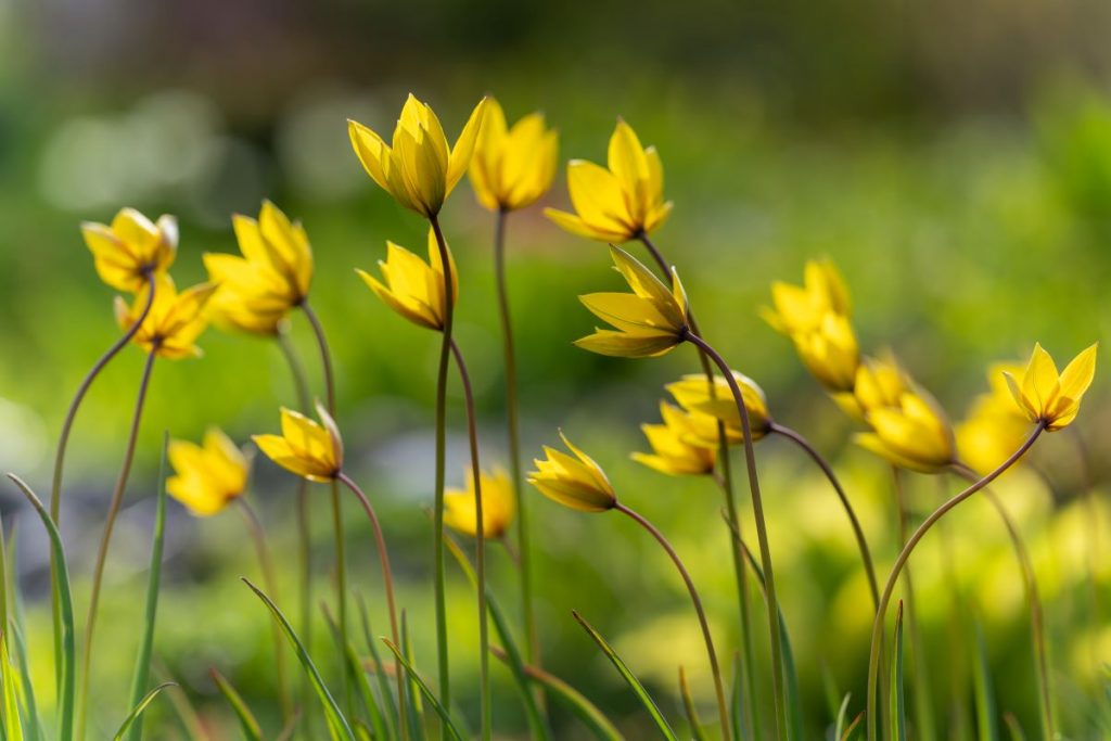 Kvitnúce žlté tulipány botanické.