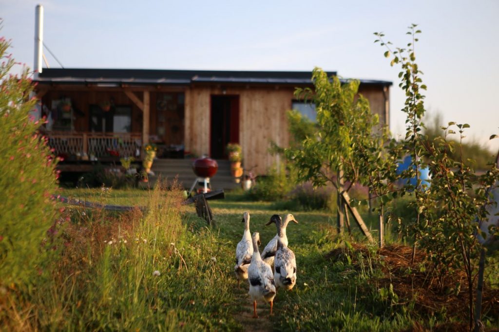 Husi pri tiny house manželov Valigurovcov.