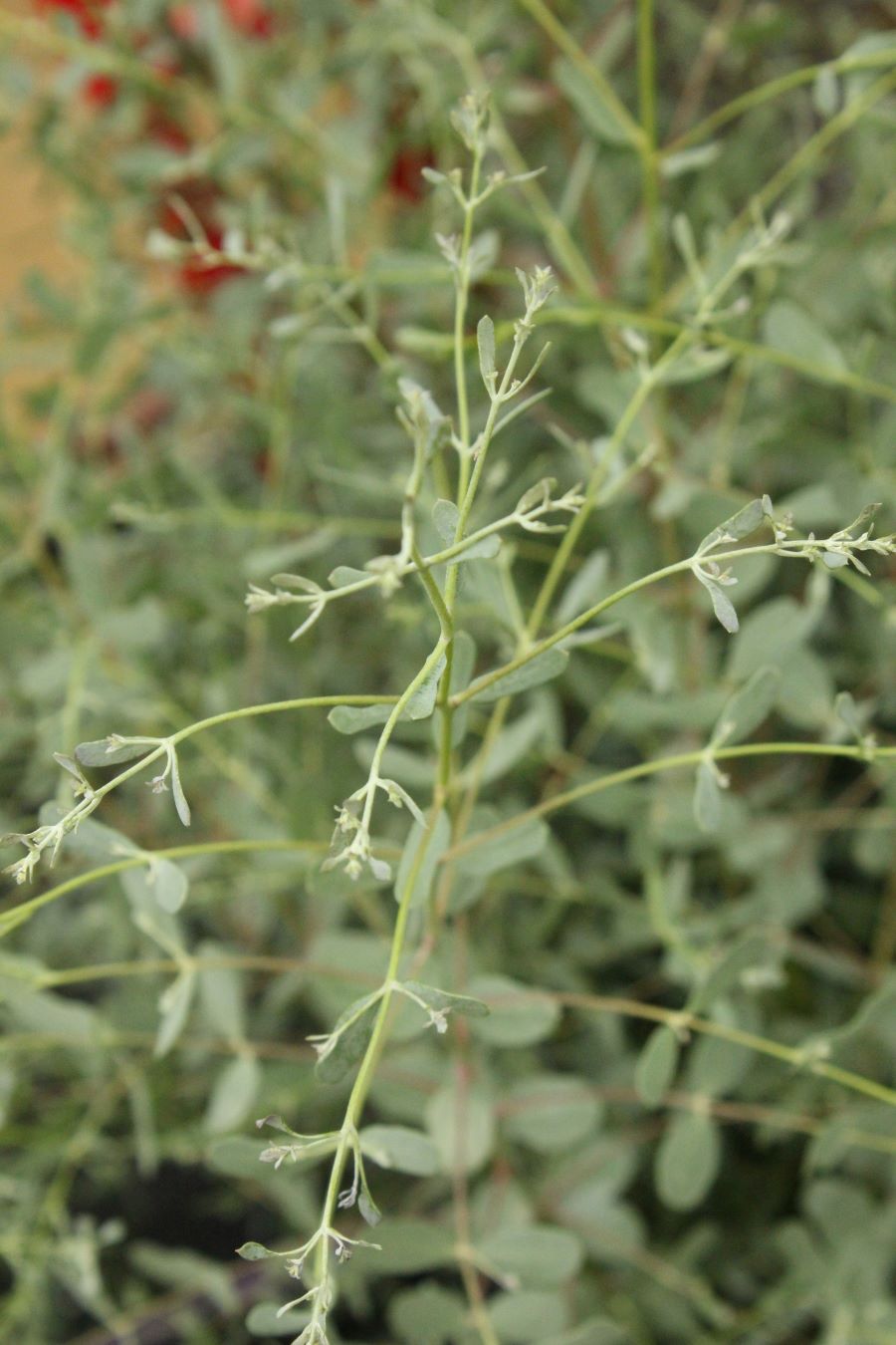 Detail na Eucalyptus gunnii 'Rengun'.