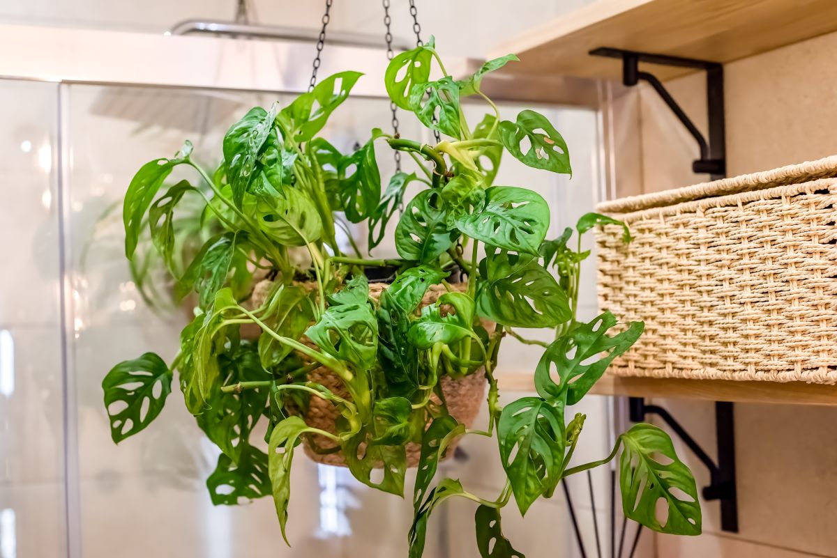 Monstera adansonii.