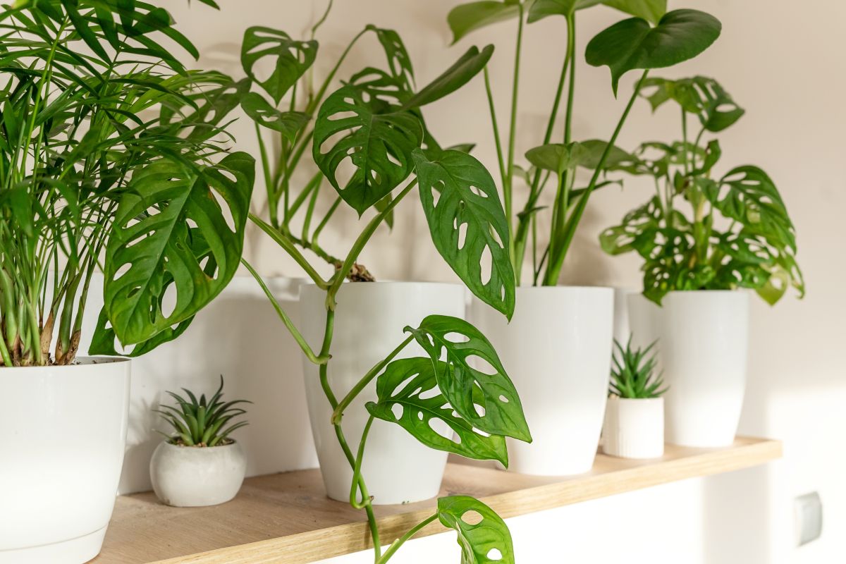 Monstera adansonii.