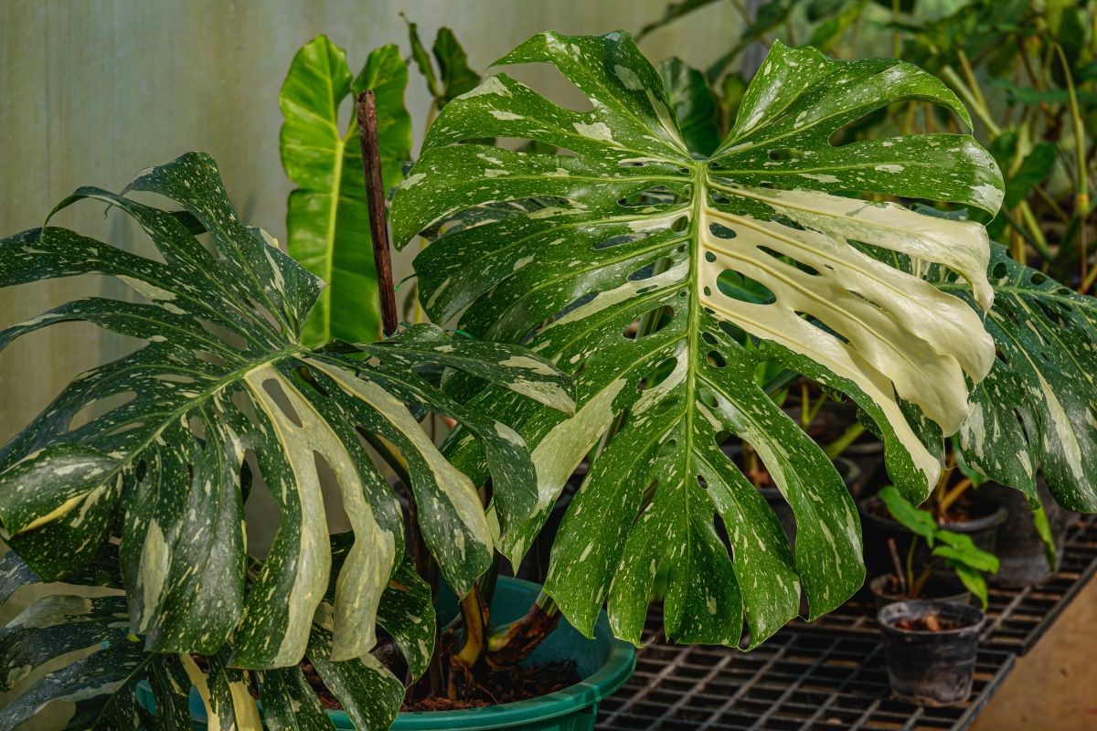 Monstera deliciosa 'Tha Constellation' má na rozdiel od kultivaru 'Albo Variegata' škvrny sfarbené do krémova až žltasta, nie su čisto biele.