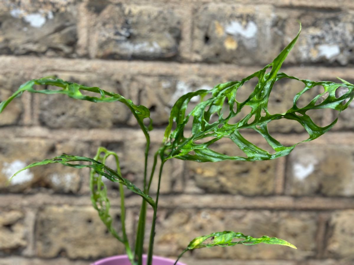 Monstera obliqua s extrémne perforovanými listami.