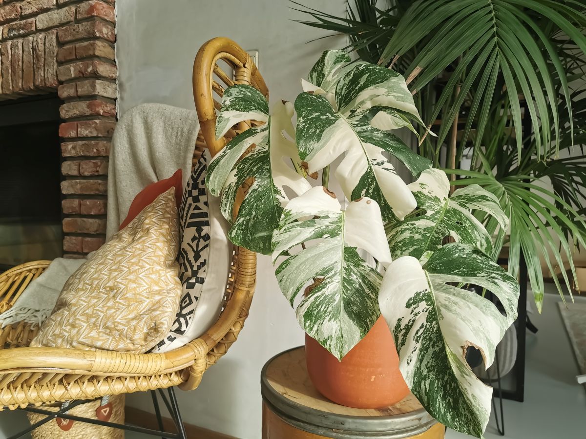 Monstera borsigiana má menšie listy ako klasická monstera deliciosa.