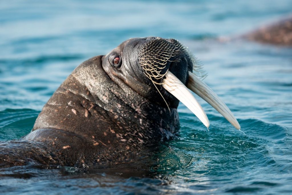 Mrož s mohutnými klami v azúrovej vode arktického oceánu.