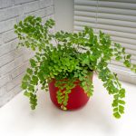 Adiantum-Venušin vlas pri okne so žalúziou.