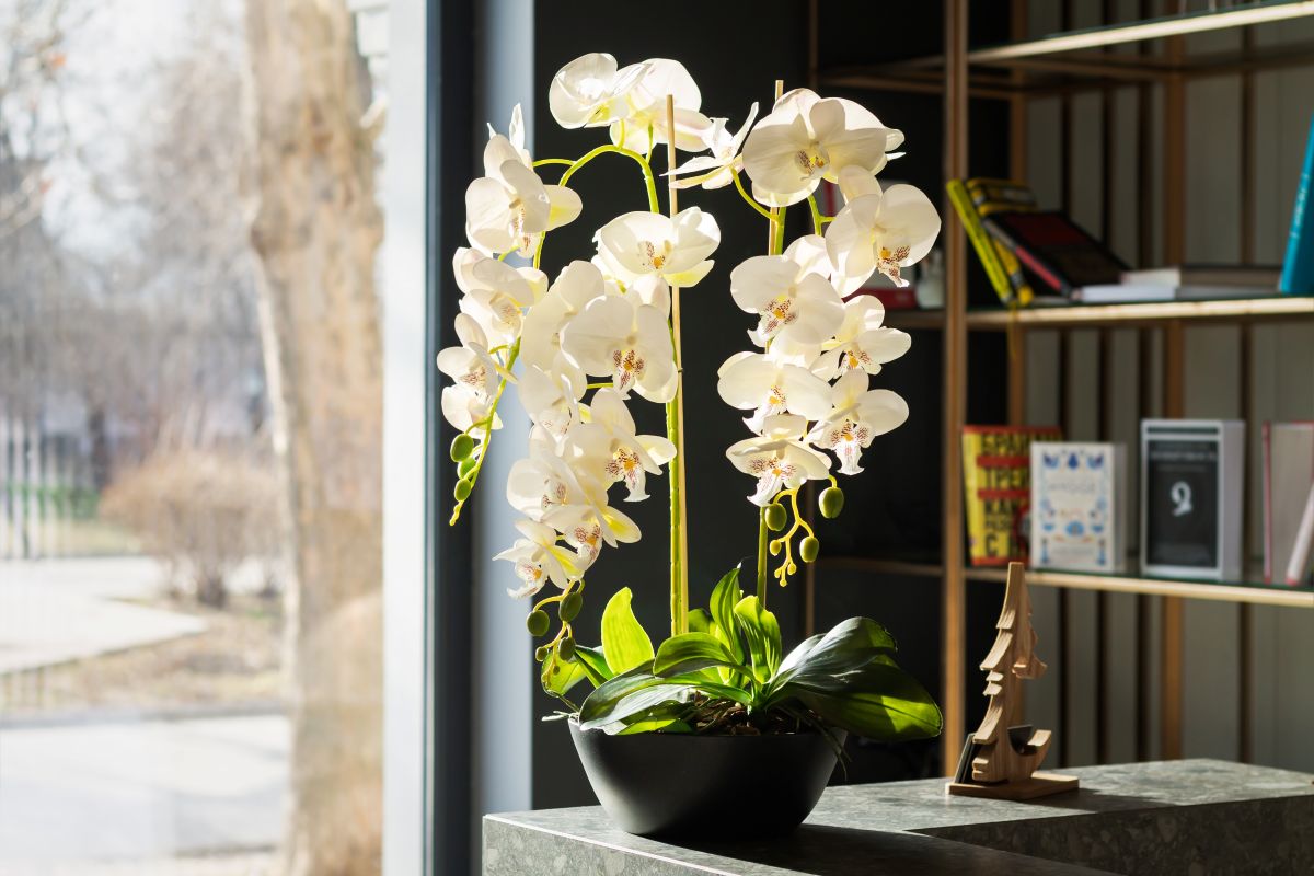 Biela rozkvitnutá orchidea v tmavom črepníku v interiéri.