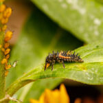 Larva lienky