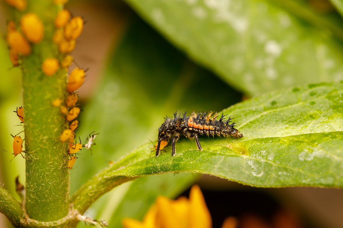 Larva lienky