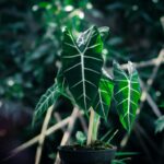 Detail na druh Alocasia micholitziana 'Frydek' Frydek