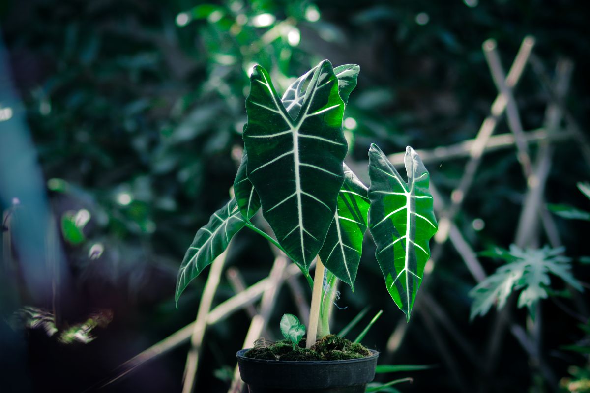 Detail na druh Alocasia micholitziana 'Frydek' Frydek