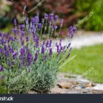 Stock-photo-lavender-in-the-garden-669428887