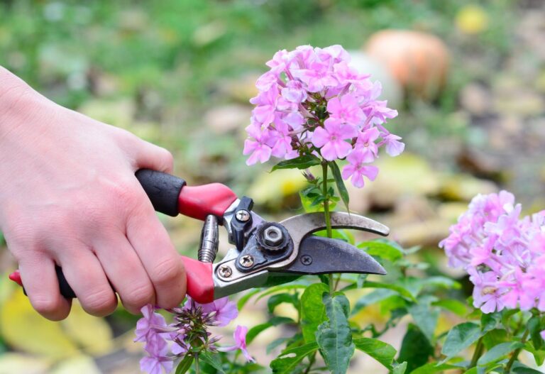 Radovan1/Shutterstock Detail na strih floxu.