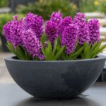 Hyacinty v dekoratívnom črepníku.