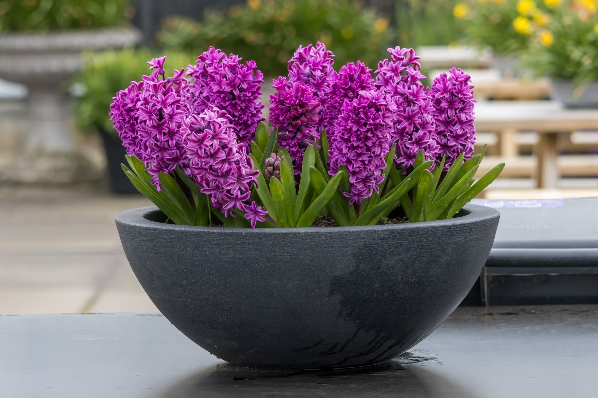 Hyacinty v dekoratívnom črepníku.