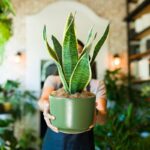 Sansevieria.