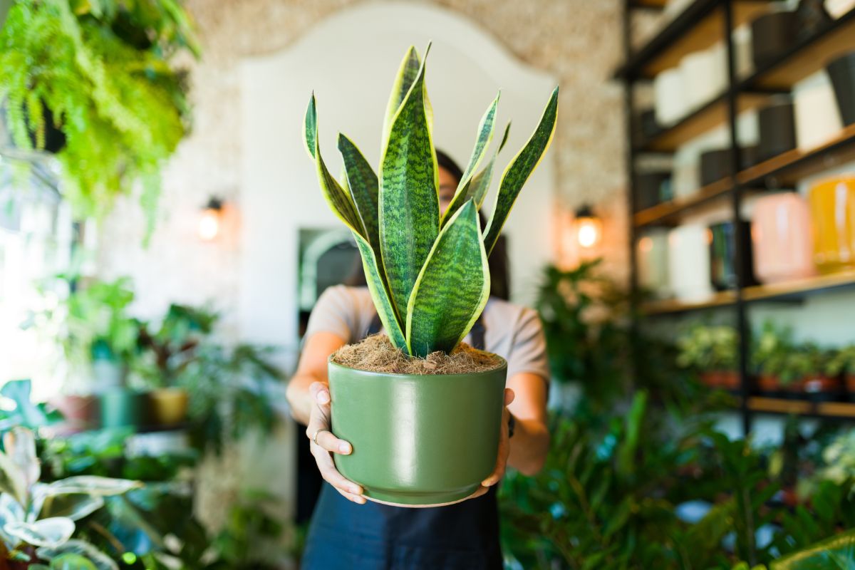 Sansevieria.
