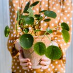 Pilea.