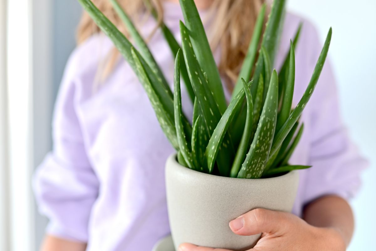Detail na aloe vera.