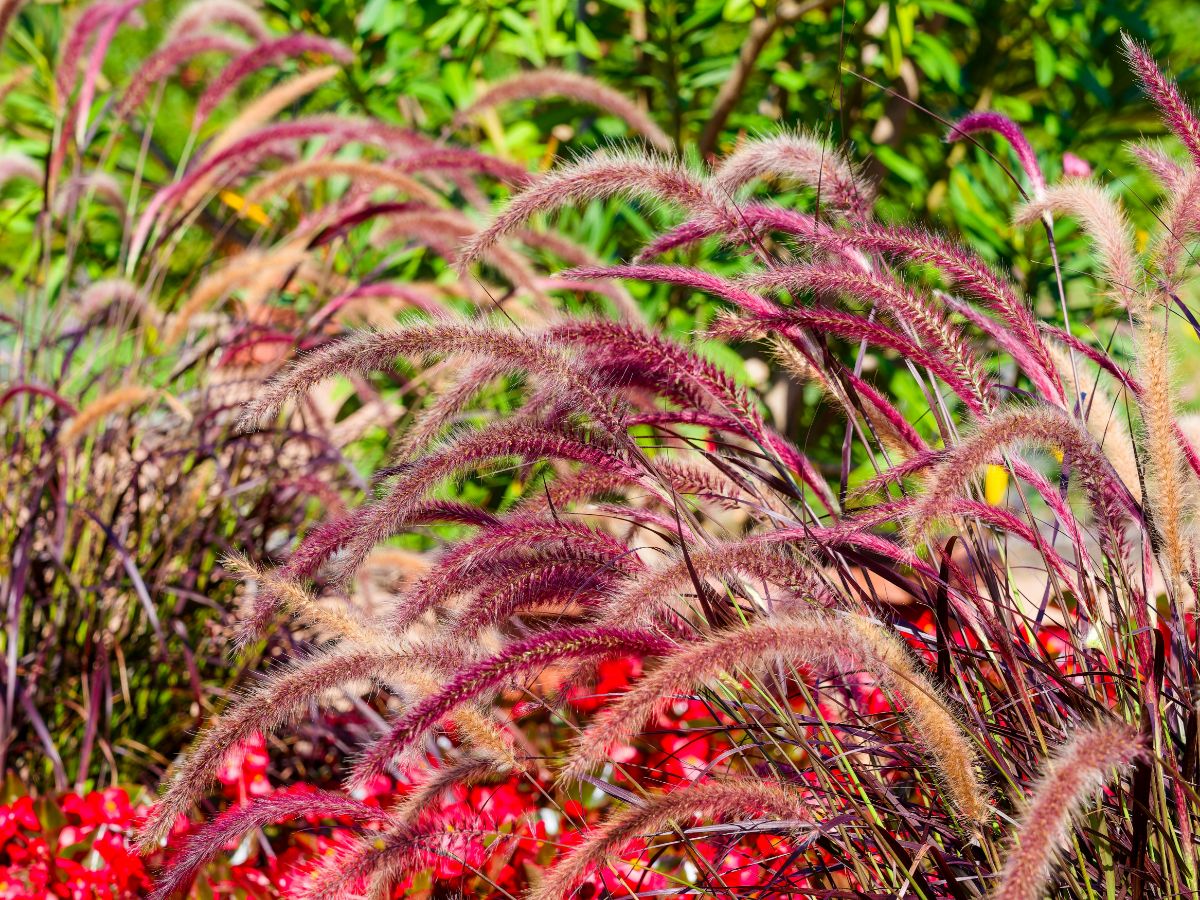 Detail na okrasnú trávu Perovec siaty 'Rubra'.