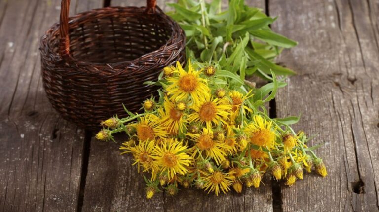 Oman pravý na dreve pri košíku.