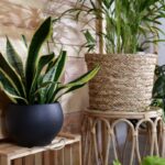 Sansevieria v matnom čiernom kvetináči na drevenej škatuli.