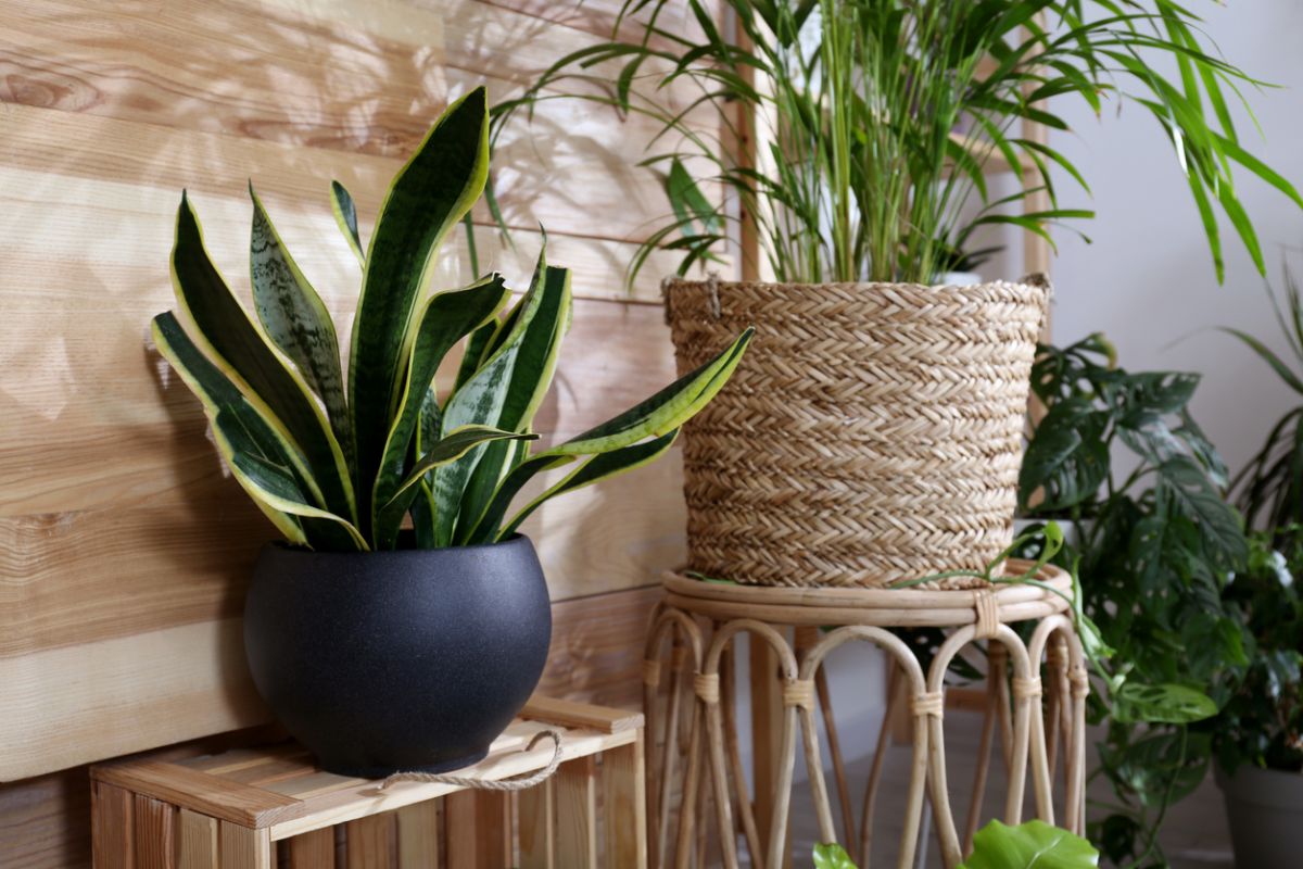 Sansevieria v matnom čiernom kvetináči na drevenej škatuli.