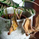 Zhnednuté listy izbovej rastliny v kvetináči.