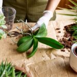 Presádzanie orchidey.