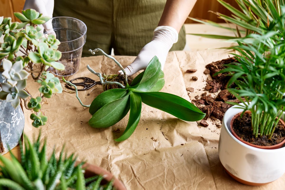 Presádzanie orchidey.