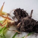 Rastlina vytiahnutá zo substrátu s nahnitými koreňmi.