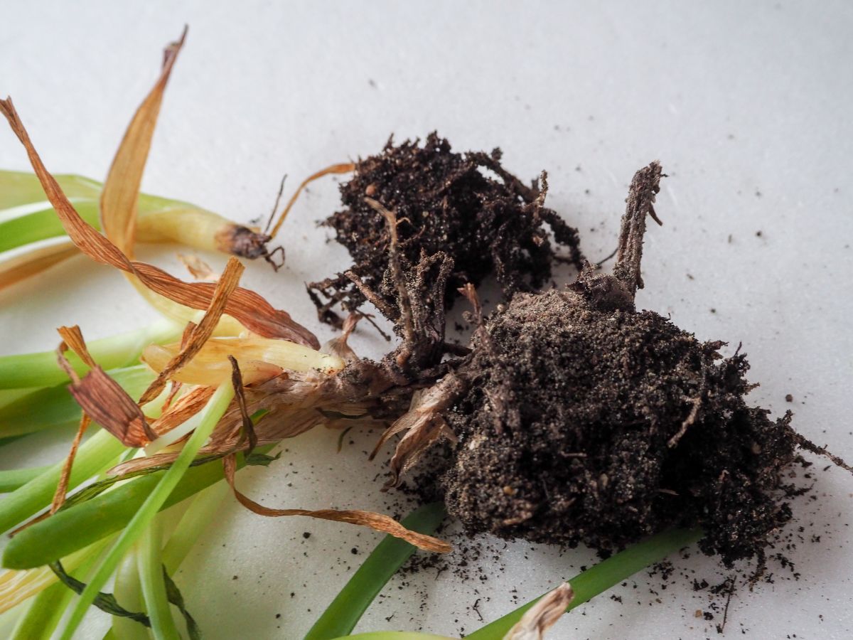 Rastlina vytiahnutá zo substrátu s nahnitými koreňmi.