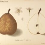 Nákres hrušky Madame Varieté