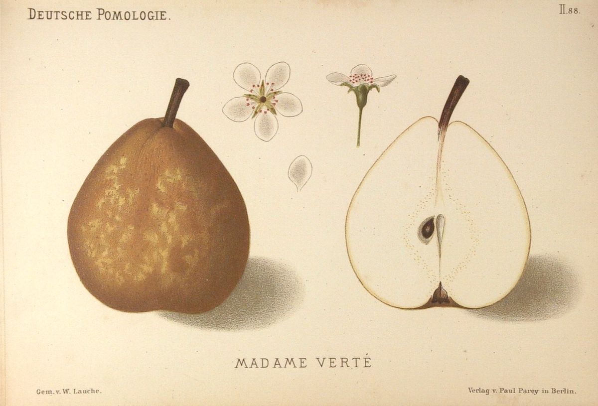 Nákres hrušky Madame Varieté